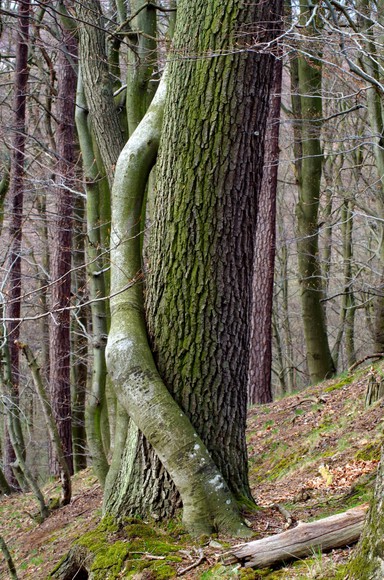 Sekretne życie drzew.  (Grudzień 2017)