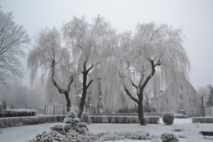 Zima. Pierwszy śnieg.