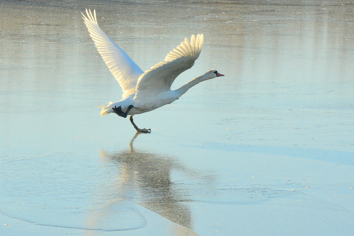 Jezioro łabędzie. Nad rzeką Elbląg