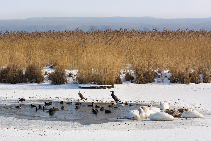 Ptactwo. W Nowakowie: łabędzie śpią, kaczki pływają, a kormorany obserwują (Marzec 2018)