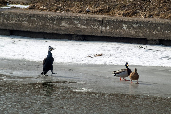 Elbląskie ptaki. Niespodziewany gość na Kanale (Marzec 2018)