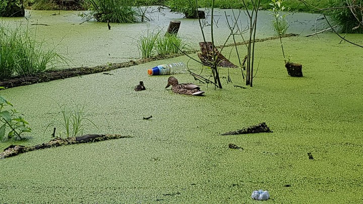 Zaśmiecona natura. Park dolinka i mały stawik z kaczkami...niestety zaśmiecony (Czerwiec 2018)