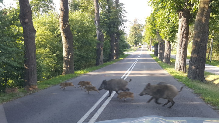 Safari na Bielanach.  (Czerwiec 2018)