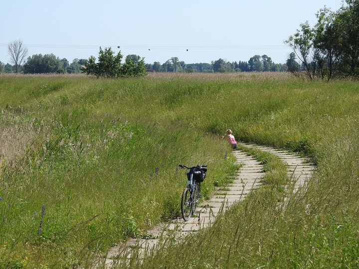 Żuławską betonówką. Cieplice. Za wałem przeciwpowodziowym Zalew Wiślany. (Maj 2018)