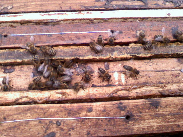 pracowite pszczolki. moje pszczolki szykuja sie na zime (Wrzesień 2012)