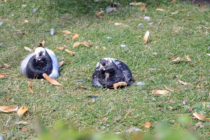 Posiedzenie.  (Wrzesień 2012)