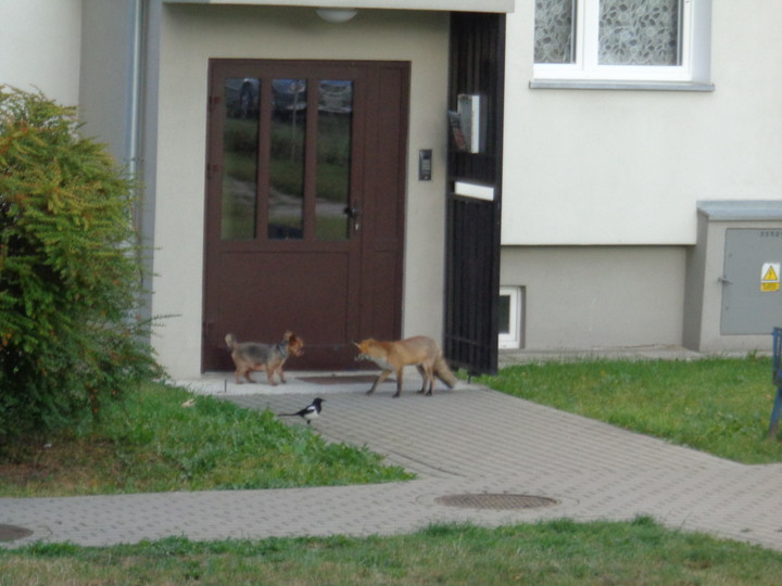 Spotkanie. Spotkanie pod klatką (Wrzesień 2018)