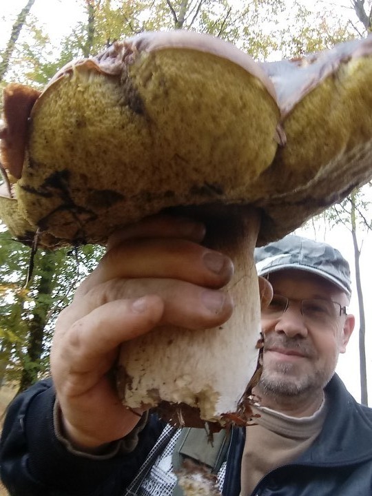 Dary lasu- gigant. Prawdziwki (Listopad 2018)