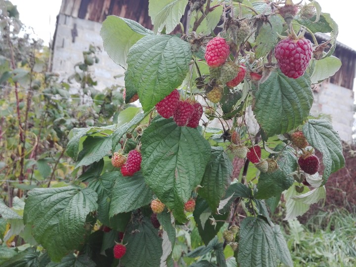 Listopadowe maliny. Malinki z 10 listopada - smakowały wybornie:)