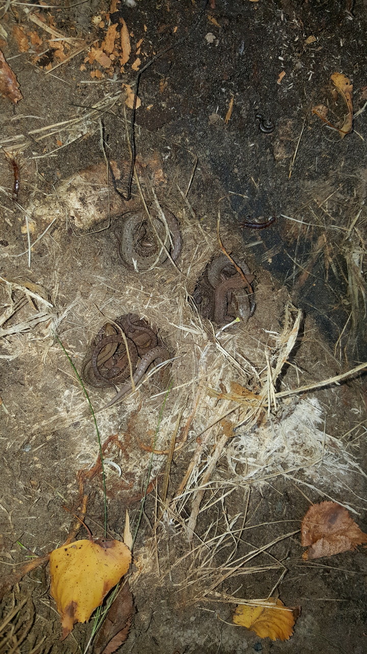 Natura szykuje się do zimy. Takie cudo znalezione pod drewnem. Chciałem porąbać, ale zostawiłem, niech zimują. Także naturalne zdjęcie z telefonu