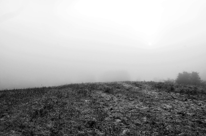 Modrzewina we mgle