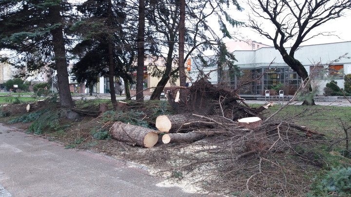 Wichura zbiera żniwo.. Połamane drzewo na ulicy Nowowiejskiej. (Styczeń 2019)