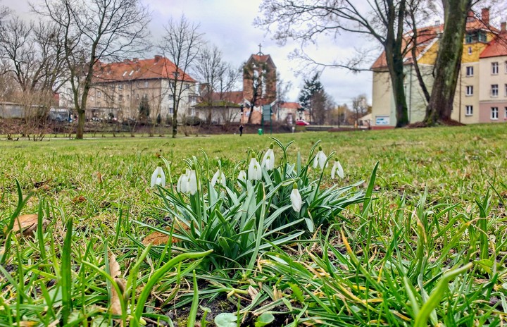 Przebiśniegi w parku Traugutta.