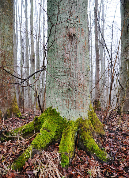 Nie tylko ludzie noszą skarpety  :). Wypatrzone  w parku  :) (Kwiecień 2019)