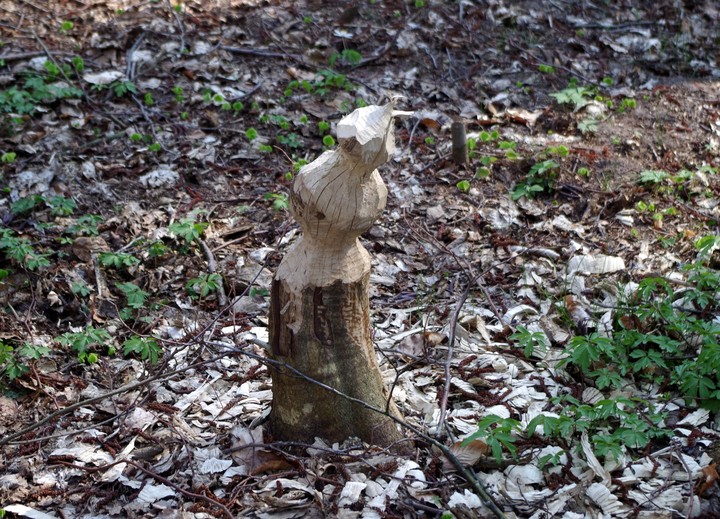 Rzeźba wykonana przez bobry