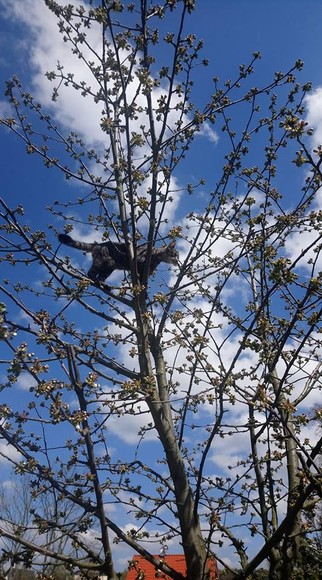Bazie. Kotki na drzewie
