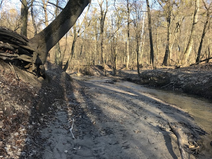 Kumielka w cieniach przedwiośnia. Bażantarnia