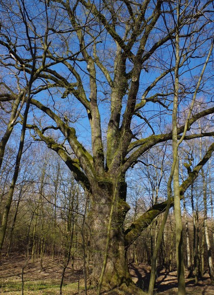 Hoggo stoi od wieków i patrzy co się dzieje w Elblągu. Pomnik przyrody w leśnictwie Jagodno - dąb szypułkowy ok, 8m obwodu (Kwiecień 2019)