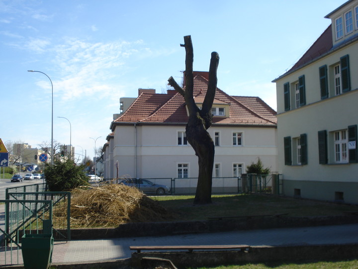 Wierzba płacząca nr 1 dalej jest nr 2.. Och, miał "Szalone nożyczki" ten fryzjer a może był po "Dumie Północy". (Kwiecień 2019)