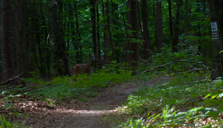 Bambi w Bażantarni