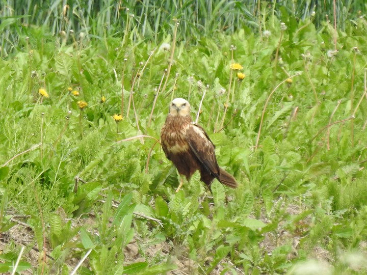 Błotniak Stawowy (Nowakowo). Błotniak stawowy (Circus aeruginosus) – gatunek dużego ptaka drapieżnego z rodziny jastrzębiowatych.