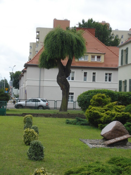 Wierzbowe Bonsai. Jesteśmy drugą Japonią.. Wierzba przy ZSZ nr 1 przy ul. Robotniczej, Była wygolona w kwietniu br.