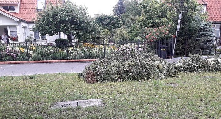 Żniwa. Żniwa! Zaczął się intensywny zbiór zielonki. Na osiedlu Marynarzy miejscowi plantatorzy wystawiają swoje zbiory na piątkowy "skup". Po  co mają one zajmować miejsce w ogródku skoro mogą być wątpliwą ozdobą miejskiego trawnika. "Pomożecie?" Pytanie do Straży Miejskiej