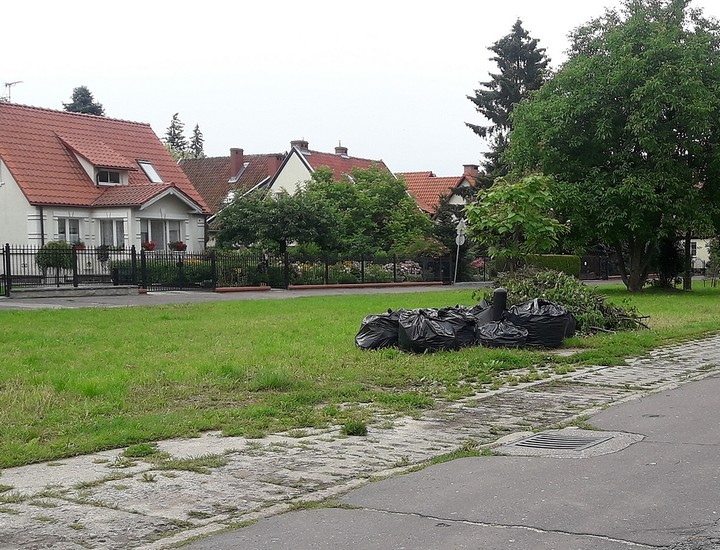 Żniwa 2. Żniwa! Zaczął się intensywny zbiór zielonki. Na osiedlu Marynarzy miejscowi plantatorzy wystawiają swoje zbiory na piątkowy "skup". Po  co mają one zajmować miejsce w ogródku skoro mogą być wątpliwą ozdobą miejskiego trawnika. "Pomożecie?" Pytanie do Straży Miejskiej (Lipiec 2019)