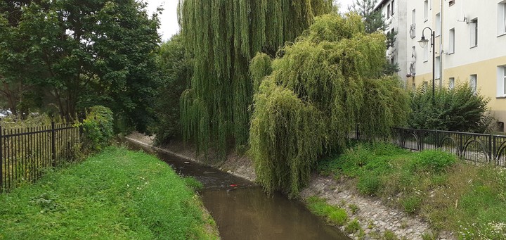 Kumiela.  (Sierpień 2019)