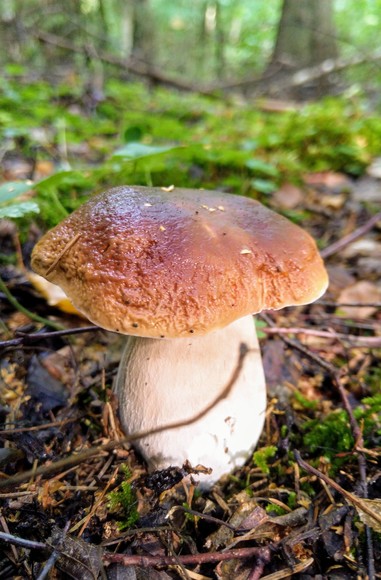 Borowik szlachetny. Tymczasem w podelbląskich lasach...