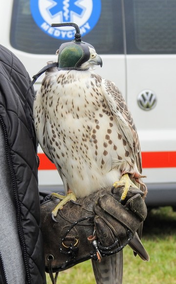 Sokoli wzrok. Pokazy lotnicze (Festyn Lotniczy ) (Wrzesień 2019)