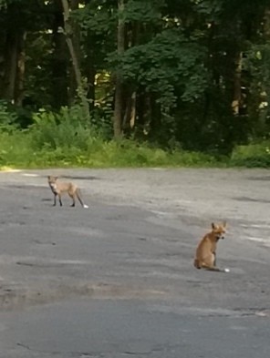 Jelenia Dolina. Młode liski (Sierpień 2019)