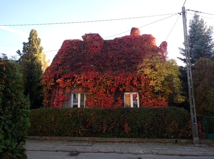 Jesiennie. Pani Jesień