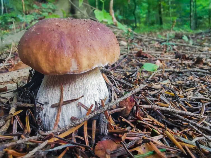 Borowik szlachetny. Wysyp grzybów w podelbląskich lasach (Październik 2019)