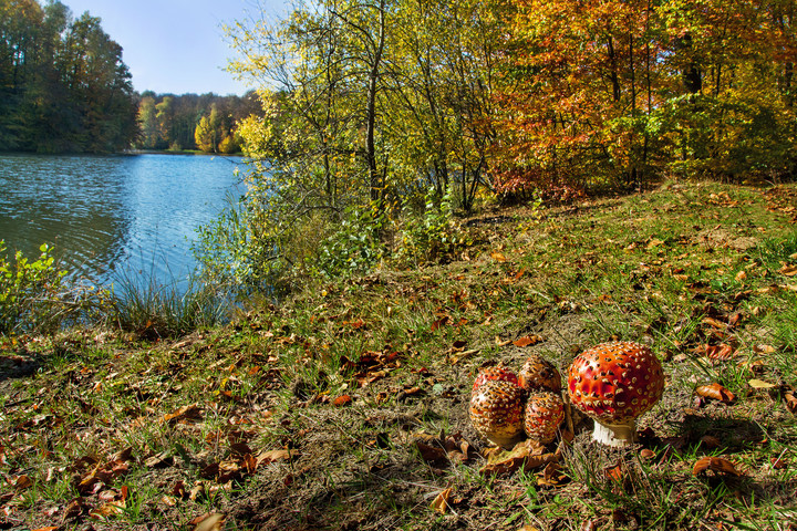 Tych grzybów nie jemy, te cieszą oko. Sezon grzybowy w pełni. Jelenia dolina.