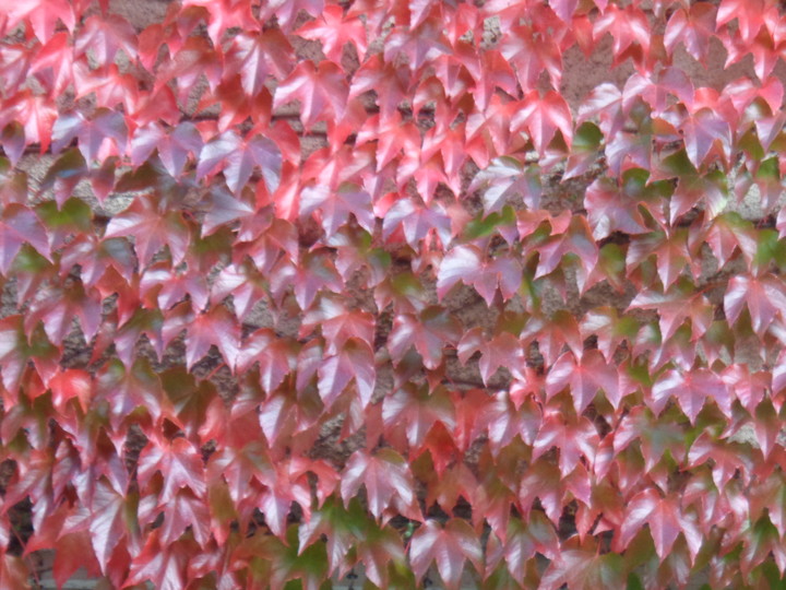 Jesienne kolory. Jesienne kolory na ścianie SP12 (Wrzesień 2019)