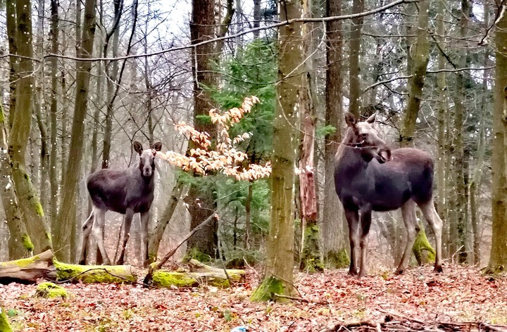 Bliskie spotkanie - Krasny Las k. Elbląga.