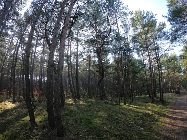 A ja nie będę taki prosty jak wszyscy.. Las rosnący na wydmach w Stegnie, 14.02.2020 - nawet pomimo trudności możemy dążyć do celu i go osiągnąć, wychodząc naprzeciw naszemu otoczeniu