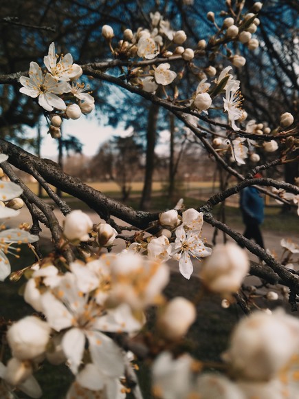 Wiosna w Parku Kajki. Park Kajki (Marzec 2020)