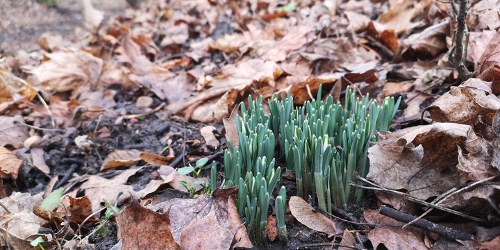 Witaj wiosno w styczniu!. Przebiśniegi - Wysoczyzna Elbląska (Styczeń 2020)