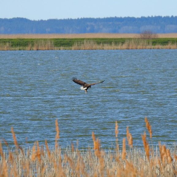 Bielik podczas udanego polowania (Rangóry, "Mały" Zalew Wiślany). Bielik (Haliaeetus albicilla) - Największy ptak szponiasty północnej Europy. (Maj 2020)