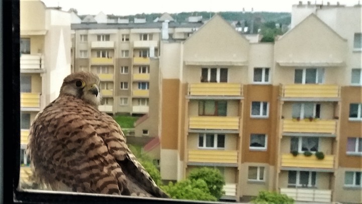 Gość. Pustułka na parapecie