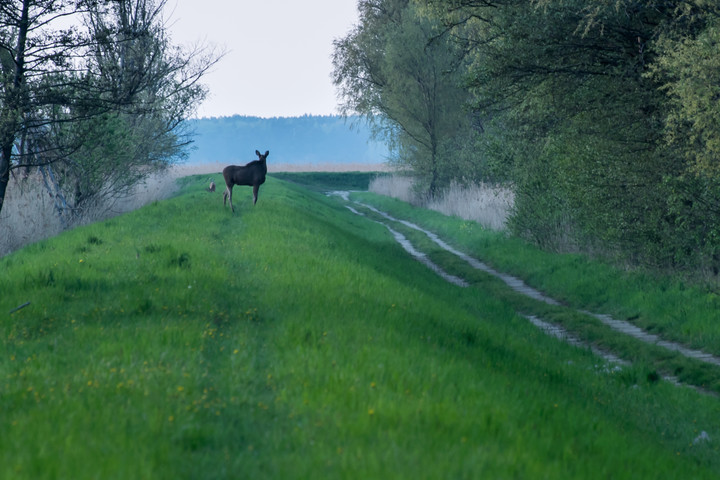 Spotkanie. Znajdź drugiego łosia ;-) (Maj 2020)