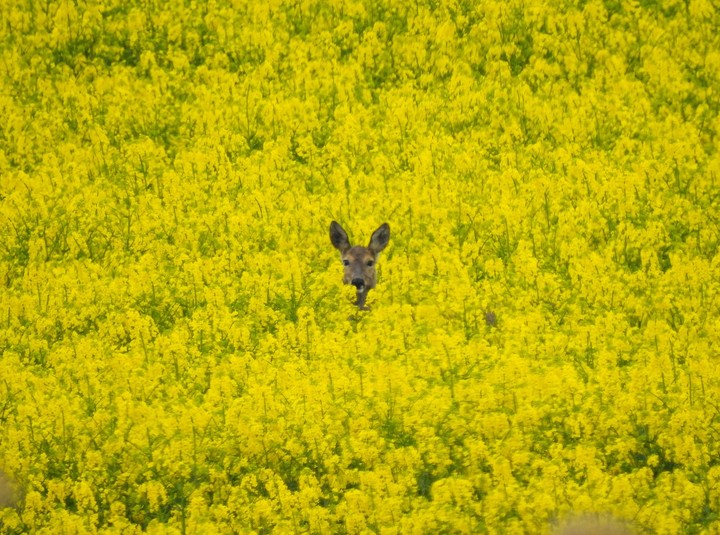 Sarna (Capreolus) w rzepaku. W okolicach Elbląga pięknie kwitnie rzepak. (Maj 2020)