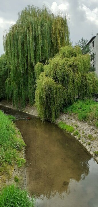 Kumiela.  (Sierpień 2020)