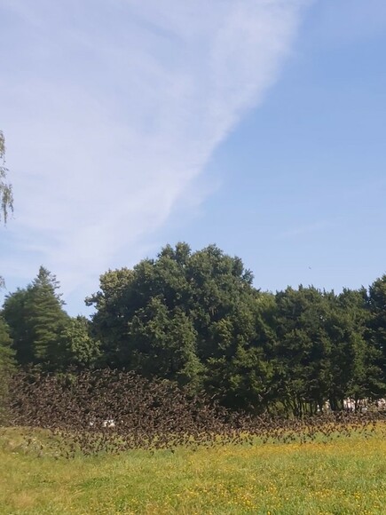 PTAKI. Gromada ptaków na łączce w parku Kajki