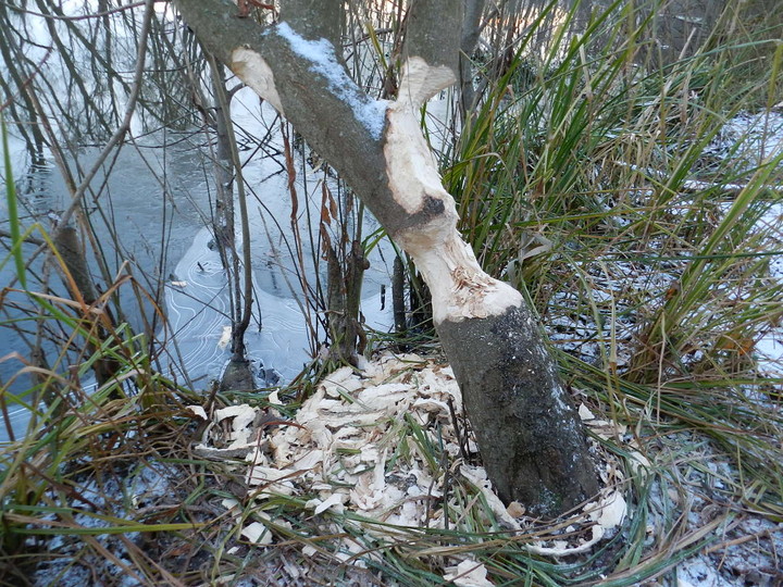 Obecność bobrów przy jeziorze Drużno.  (Grudzień 2012)
