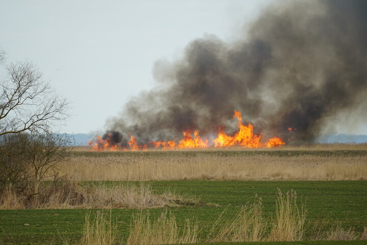 Coroczna tragedia. 28.03.2021 Kolejny raz jakiś przemiły deficyt umysłowy podpalił trzcinowiska Złotej Wyspy. Płomienie sięgały 10 m wysokości.