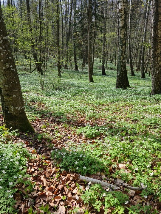 Bażantarnia. Majówka 2021 (Maj 2021)