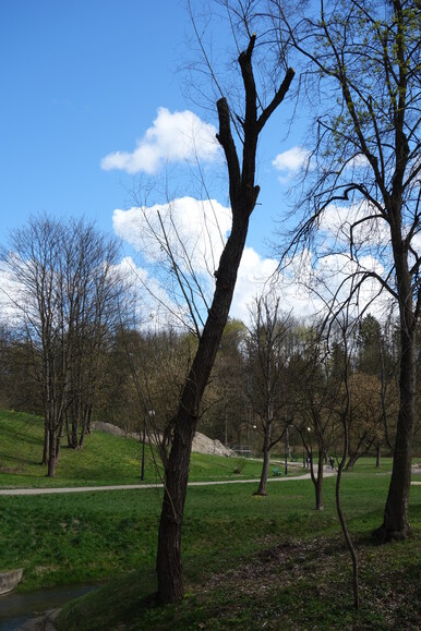 Zielony Elbląg 8. Zrewitalizowane drzewo w parku Dolinka.